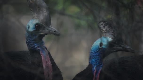 Dois cassowaries australianos azuis — Vídeo de Stock