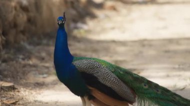  Bulanık arkaplana karşı tavus kuşu