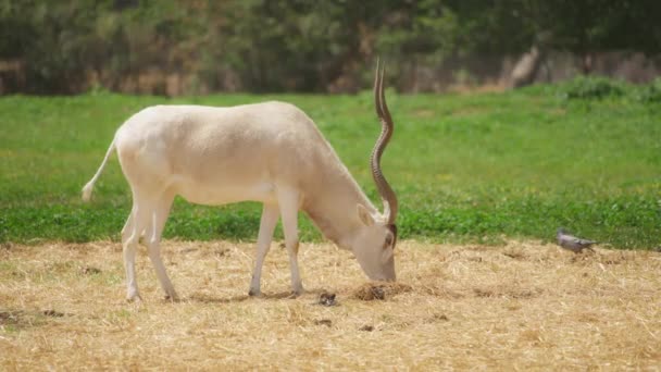 Antelope Addax and pigeons – Stock-video