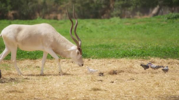 Antelope Addax looking for food — стоковое видео