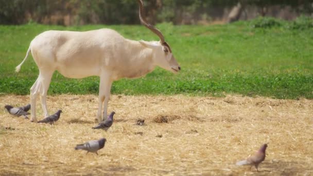 Antelope Addax eating grass on pasture — Vídeo de stock