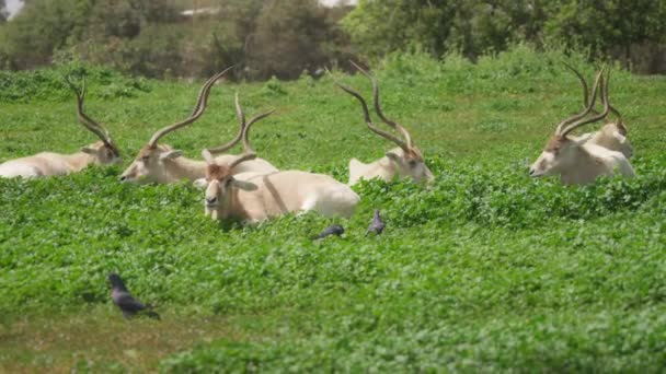 Herd of Addax lying in the grass — Vídeo de stock