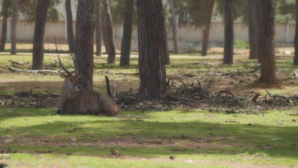 Common waterbuck lying between the trees — Stock Video