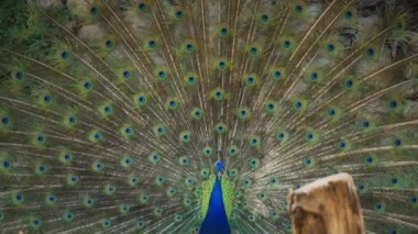 Tavus kuşu tüy yayıyor.