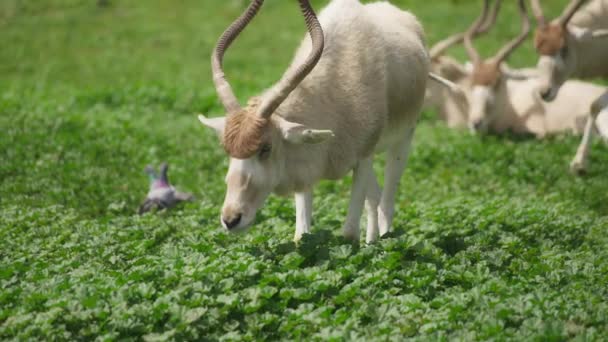 Herd of Addax grazing on green grass — стокове відео