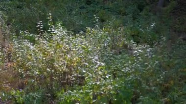 Yeşil yapraklı bitkilerle dolu orman zeminine bakıyorum. Üzerlerinde güneş parlıyor. Ağır çekim, ağır çekim.. 