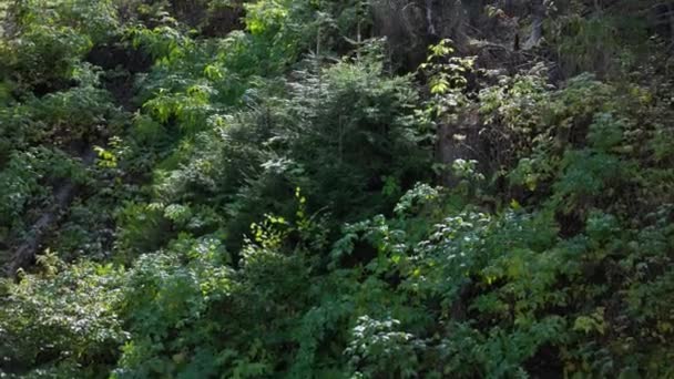 森を見下ろすと 緑の葉と太陽の光と倒木 ドリーショット スローモーション — ストック動画