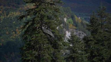Sonbaharda ağaçlarla dolu güzel bir dağ yamacının çam ağaçları arasında. Ağır çekim, ağır çekim.. 