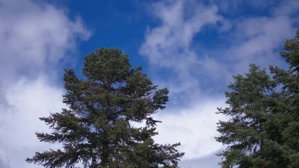 Branches Pins Contre Ciel Bleu Avec Des Nuages Sur Fond — Video