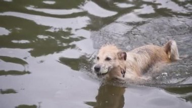 Topu yakaladıktan sonra parkta yüzen bir köpek. Yavaş çekim. 