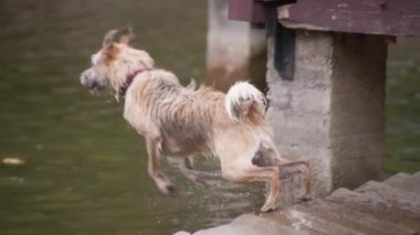 Bir köpek göle atlayıp su sıçratıyor. Yavaş çekim. 