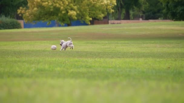 一只可爱的狮子狗在公园的绿色草坪上玩球 慢动作 — 图库视频影像