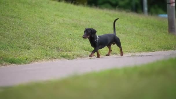Small Dachshund Dog Running Sidewalk Park Slow Motion — Stock Video