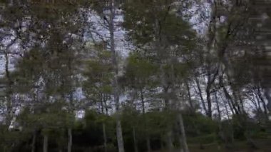 Kırsal kesimde yüksek ağaçların önünden arabayla geçmek.. 