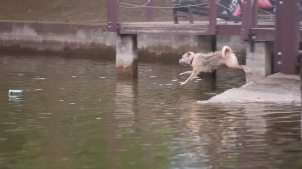 Perro Juguetón Saltando Estanque Del Parque Buscar Una Pelota Movimiento — Vídeos de Stock