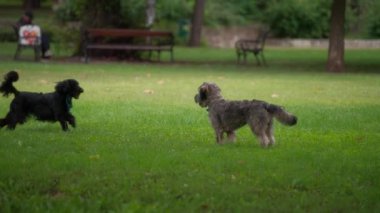 Parktaki yeşil çimlerde oynayan iki köpek. Yavaş çekim. 