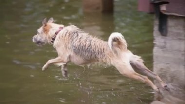 Bir köpek göle atlayıp su sıçratıyor. Yavaş çekim. 