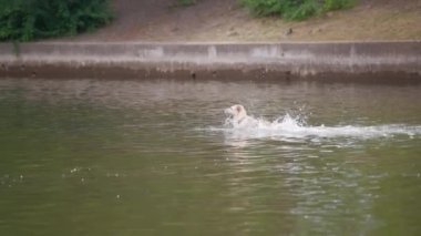 Bir köpek topu almak için parktaki gölete atlıyor. Yavaş çekim. 