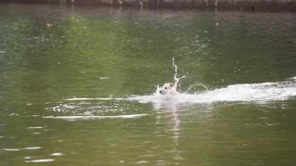 Ένας Σκύλος Πηδάει Στη Λίμνη Για Πιάσει Μια Μπάλα Αργή — Αρχείο Βίντεο