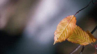 Küçük sonbahar yaprakları, bulanık arka planda şelale. Ağır çekim, yakın çekim.. 