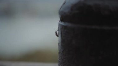Metal sütunda sürünen küçük bir böcek. Yavaş çekim. 