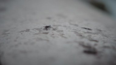 Taş duvarda sürünen küçük bir böcek. Yavaş çekim. 