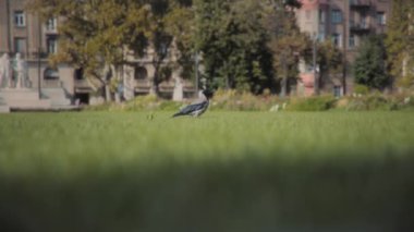 Budapeşte 'deki halk parkında yeşil çimlerin üzerinde duran bir karga. Yavaş çekim. 