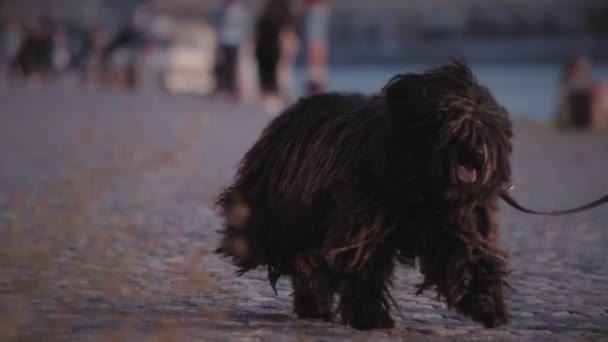 Black Puli Pes Kráčí Svým Majitelem Chodníku Vedle Břehu Řeky — Stock video