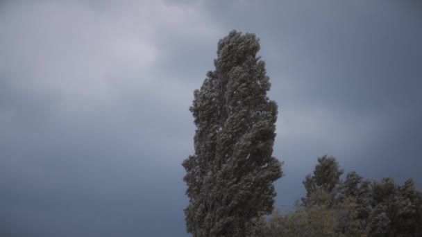 Vento Che Soffia Tra Gli Alti Alberi Nuvole Tempestose Sullo — Video Stock