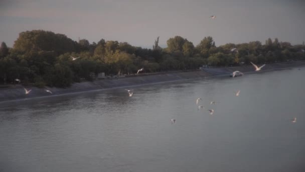 Чайки Летающие Над Дунаем Будапеште Венгрия Медленное Движение — стоковое видео