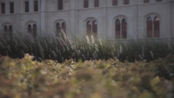 Lumière Soleil Brille Sur Les Mauvaises Herbes Vertes Qui Poussent — Video