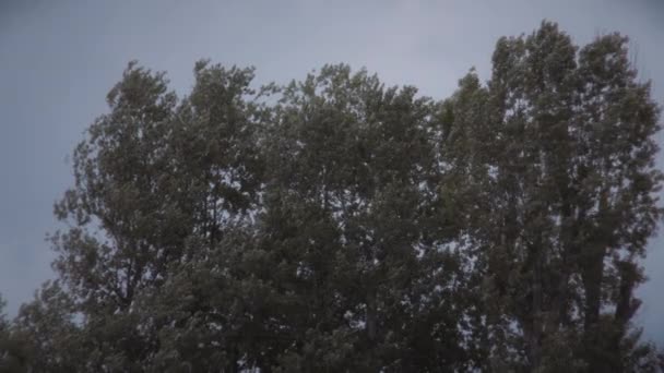 Fırtınalı Bulutlara Karşı Yüksek Ağaçlar Yavaş Çekim — Stok video