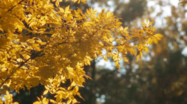 Sarı sonbahar yapraklarıyla kaplı bir ağaç dalında güneş parlıyor. Mevsimler değişir. Ağır çekim, yakın çekim.. 