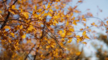 Ağaç dallarında sonbahar yaprakları rüzgarda yavaşça sallanıyor. Mevsimler değişir. Yavaş çekim, yakın çekim, doli çekim.. 