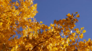 Sarı yapraklar mavi gökyüzü arka planında bir ağaç dalını kaplıyor. Mevsimler değişir. Yavaş çekim.