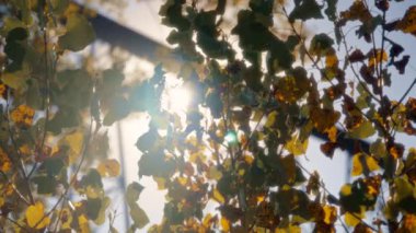Güneş günbatımında yeşil ve sarı yaprakların arasından parlıyor. Mevsimler değişir. Yavaş çekim, doli atış.. 