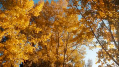 Sonbahar yapraklarıyla kaplı ağaçların arasında hareket ediyorlar. Mevsimler değişir. Yavaş çekim, doli atış.. 