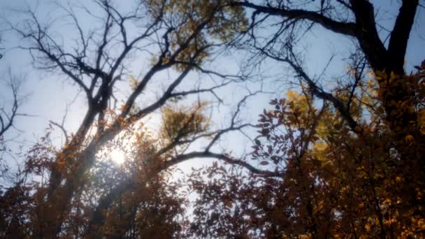 Sol Skiner Genom Buskar Täckta Gyllene Lövverk Parken Hösten Årstider — Stockvideo