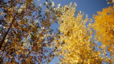 Mavi arka planda altın ve turuncu renkli ağaçlar. Mevsimler değişir. Yavaş çekim, doli atış.. 