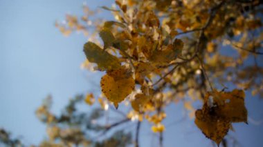 Rüzgarda hafifçe sallanan bir ağaç dalındaki altın yapraklar gibi. Mevsimler değişir. Yavaş çekim, doli atış.. 