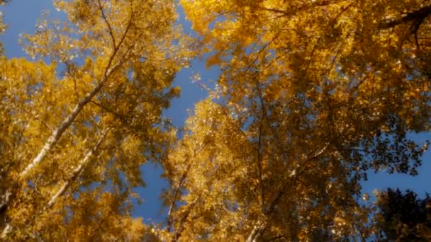 Zlaté Zbarvené Stromy Pozadí Modré Oblohy Sezóna Mění Koncepci Zpomalený — Stock video