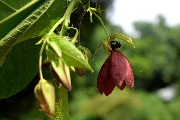 Abroma Augustum Plant Flower Abroma Augusta Geneeskrachtige Plantenflora — Stockfoto