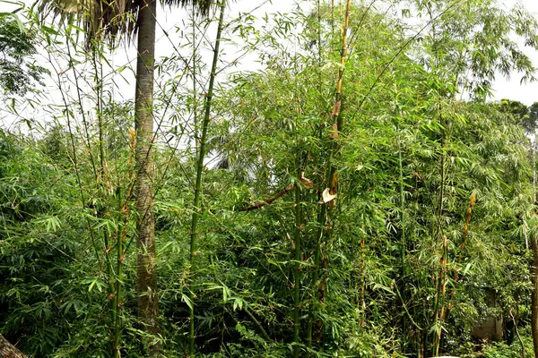 Jardín Bambú Bangladesh Bosque Bambú Verde Naturaleza Bambú Abstracto Vista —  Fotos de Stock
