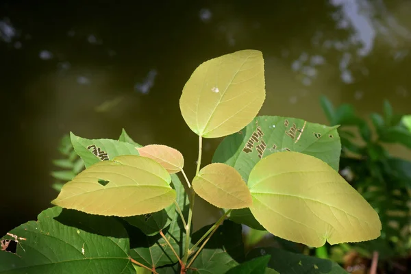 Das Blatt Der Pflanze Mallotus Philippensis Grüne Blätter Auf Dunkler — Stockfoto