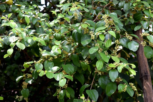 Jujube doğayı terk eder. Bangladeş doğasında Çin yaprağı. 