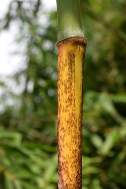 Bangladeş ormanında bambu düğümü