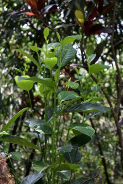 Jackfruit yeşil yaprakları doğada