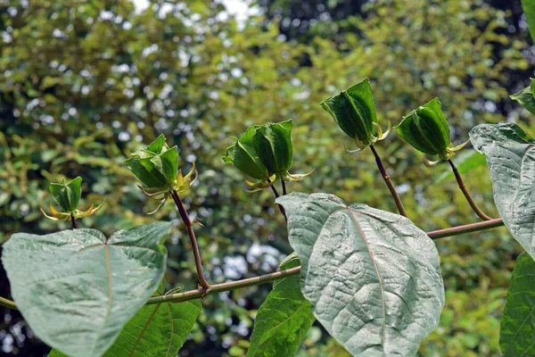 Φύλλα Και Σπόροι Του Φυτού Abroma Augustum Σπόροι Φυτών Abroma — Φωτογραφία Αρχείου