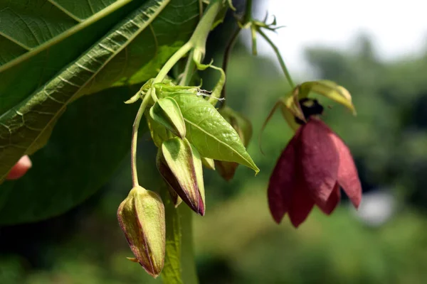 Gemme Fiore Della Pianta Abroma Augustum Abroma Augusta Flora Vegetale — Foto Stock