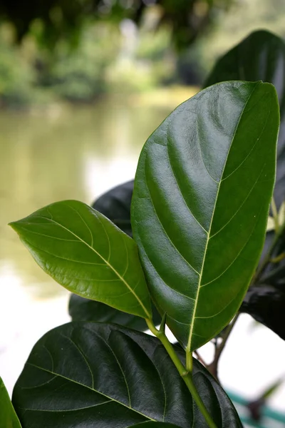Jackfruit yeşil yapraklar doğada soyut arkaplan.
